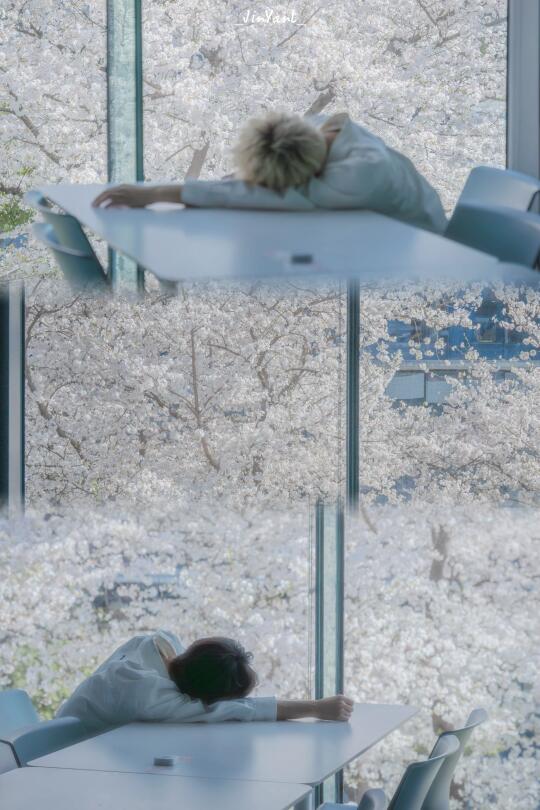 刚拍完‼已经开始期待明年杭州阿里樱花顶流