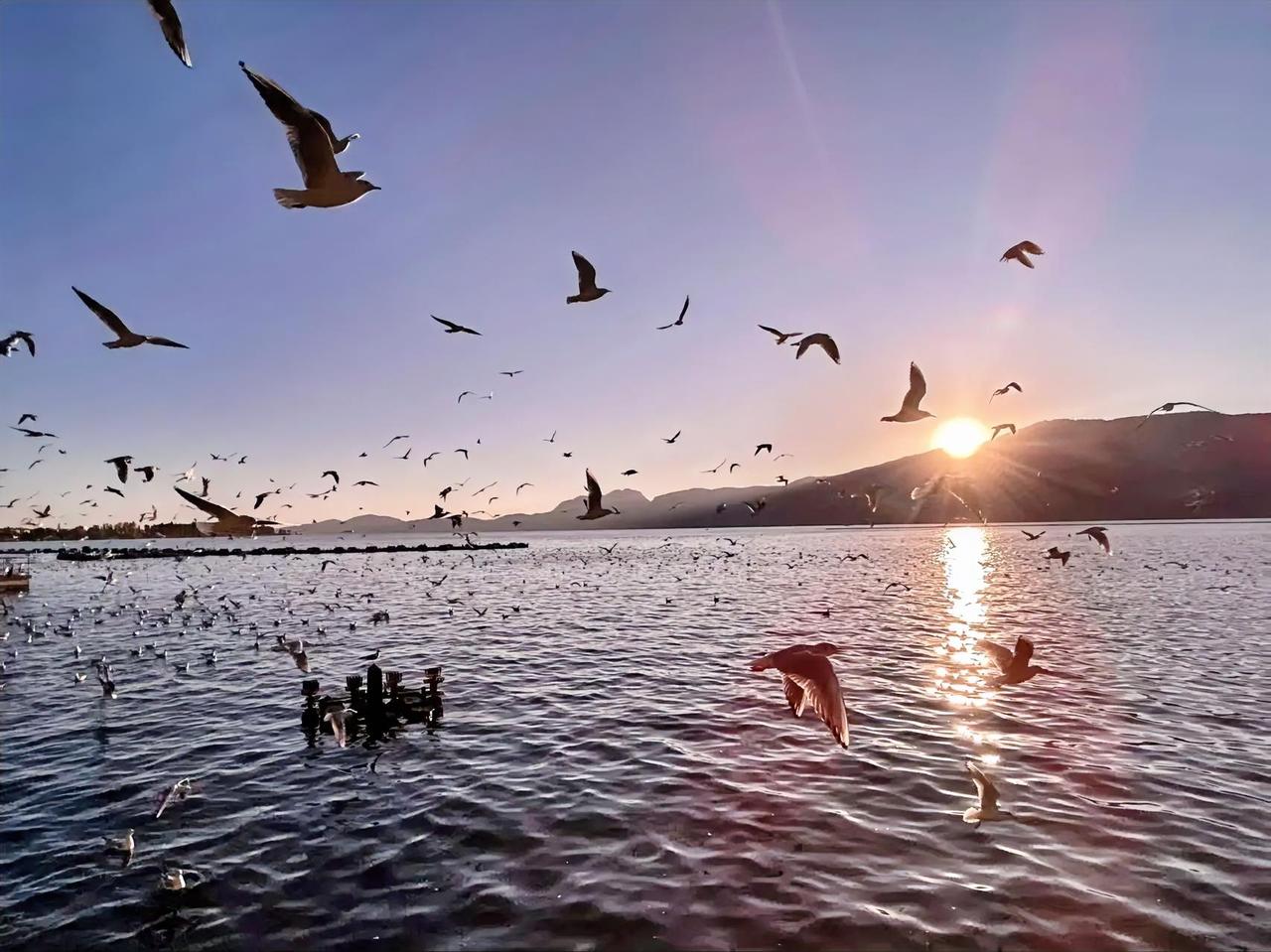 哇，湖面上空的海鸥群真是壮观，日落时分的金色光芒洒在水面上，美得让人屏息。