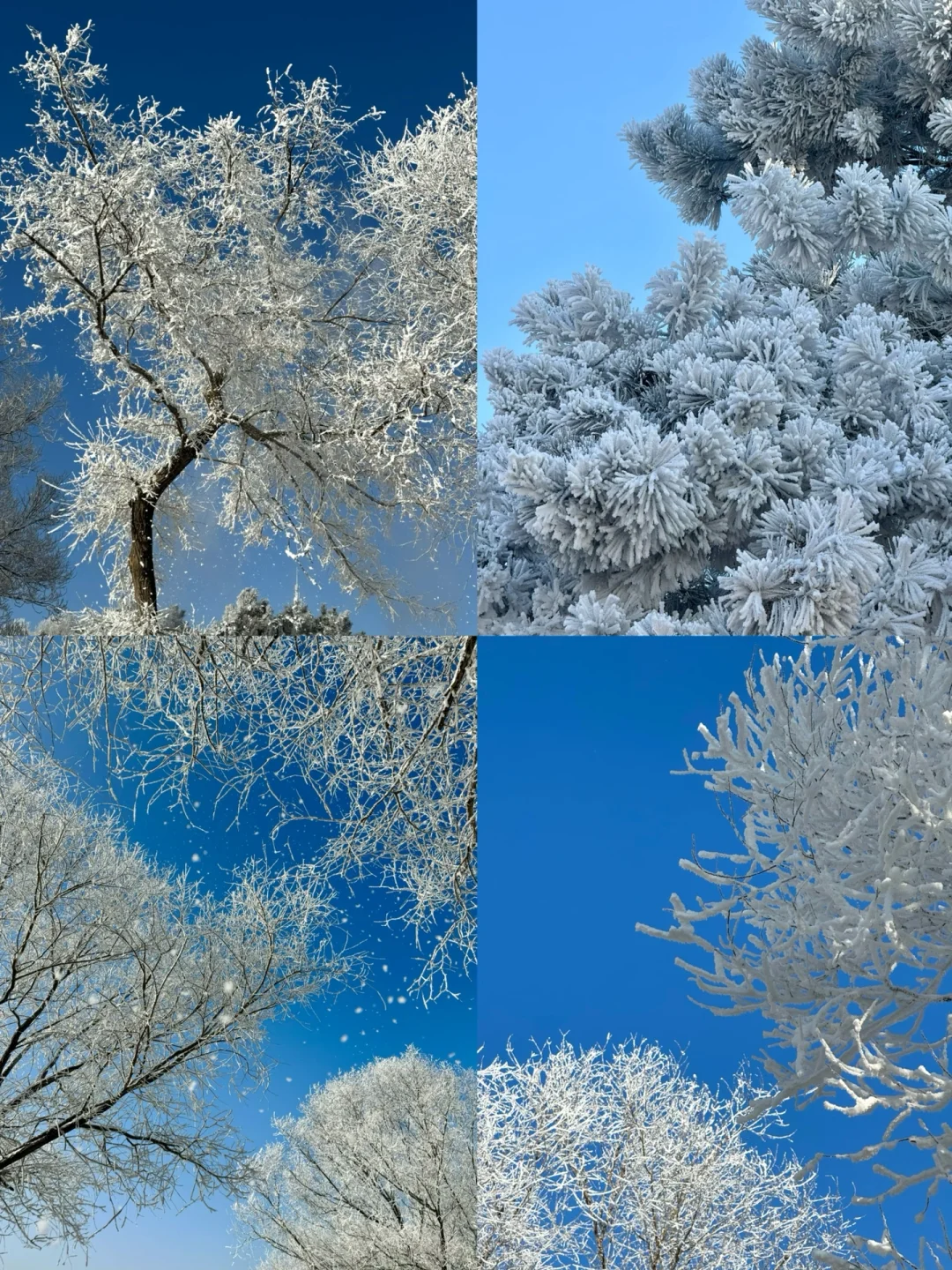 live实拍吉林五星雾凇‼️亿整个震撼‼️附攻略