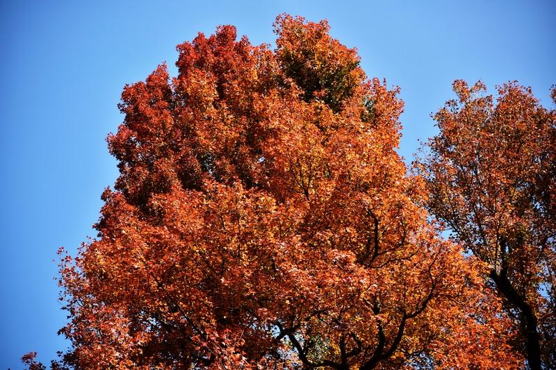 秋天就像一位神奇的画师，悄无声息地把世界变得五彩斑斓。我这有张图绝对能证明秋天来