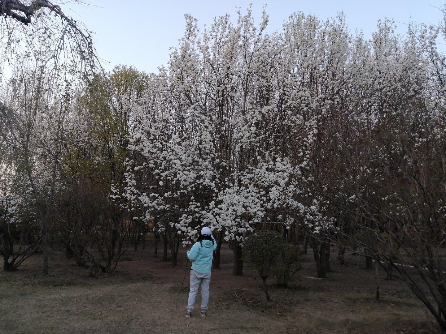 每日一诗:远看雪满头，近惊花色秀。美女照美景，偷拍你莫羞。暮色向已晚，来把公园遛