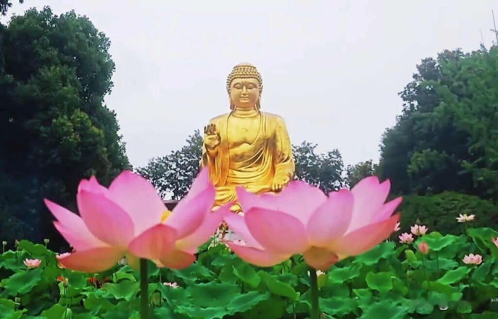 有谁知道这些照片是在哪里拍摄的吗？
这个地址不难猜。
荷花盛开，正好可以成为金身