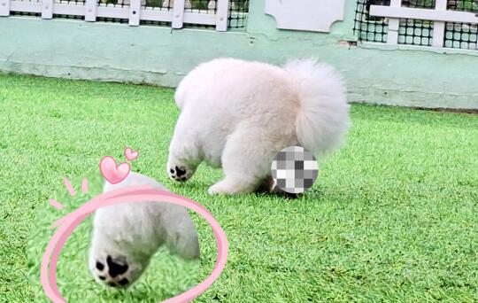 拉s时离地的小jiojio 🐾