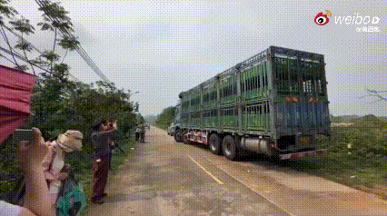 🌙“真是闻所未闻！”辽宁一女子，联合朋友花了58万元，从广东茂名一屠宰场解救了