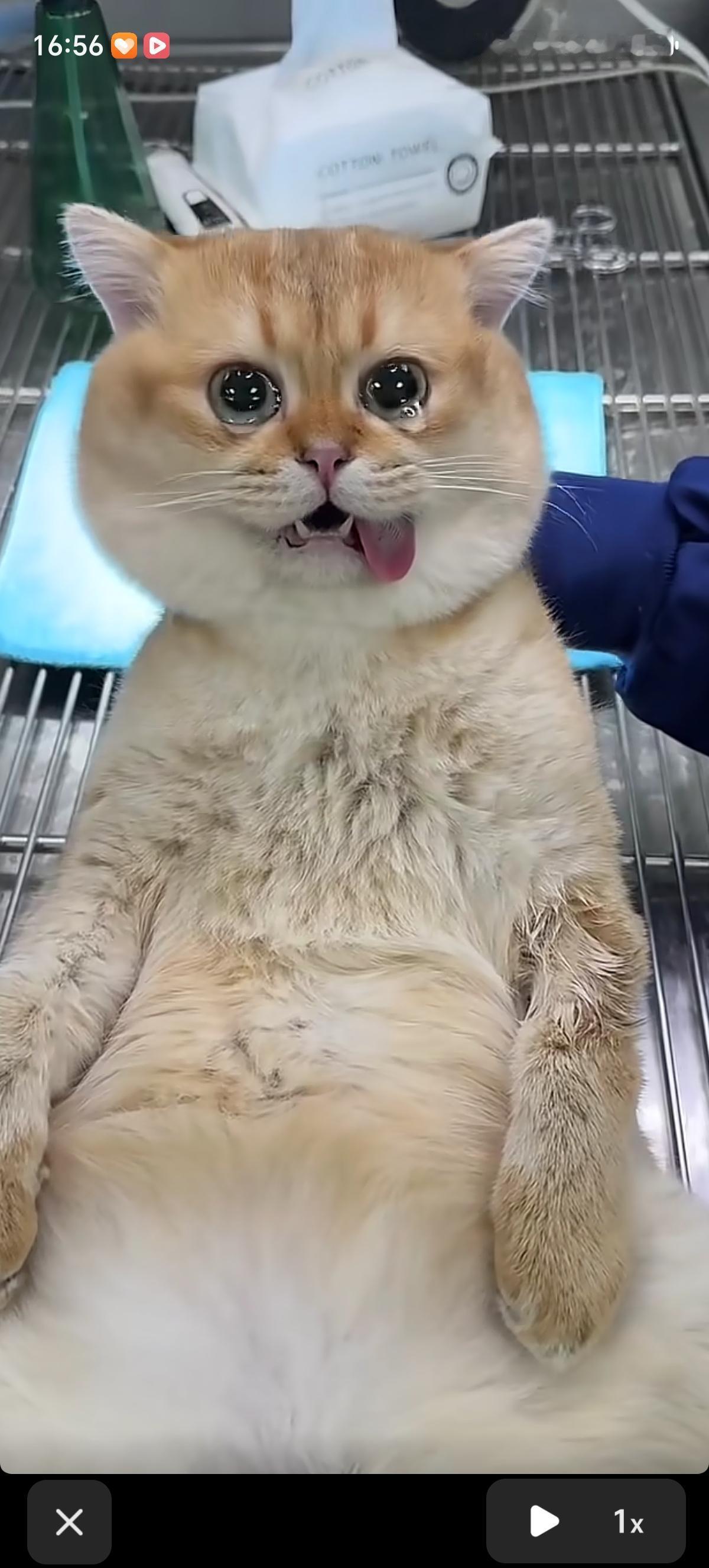 这只金渐层猫咪好可怜啊，QQ刚被卸载了，这下真的芭比Q了，刚从麻醉中苏醒的它，四