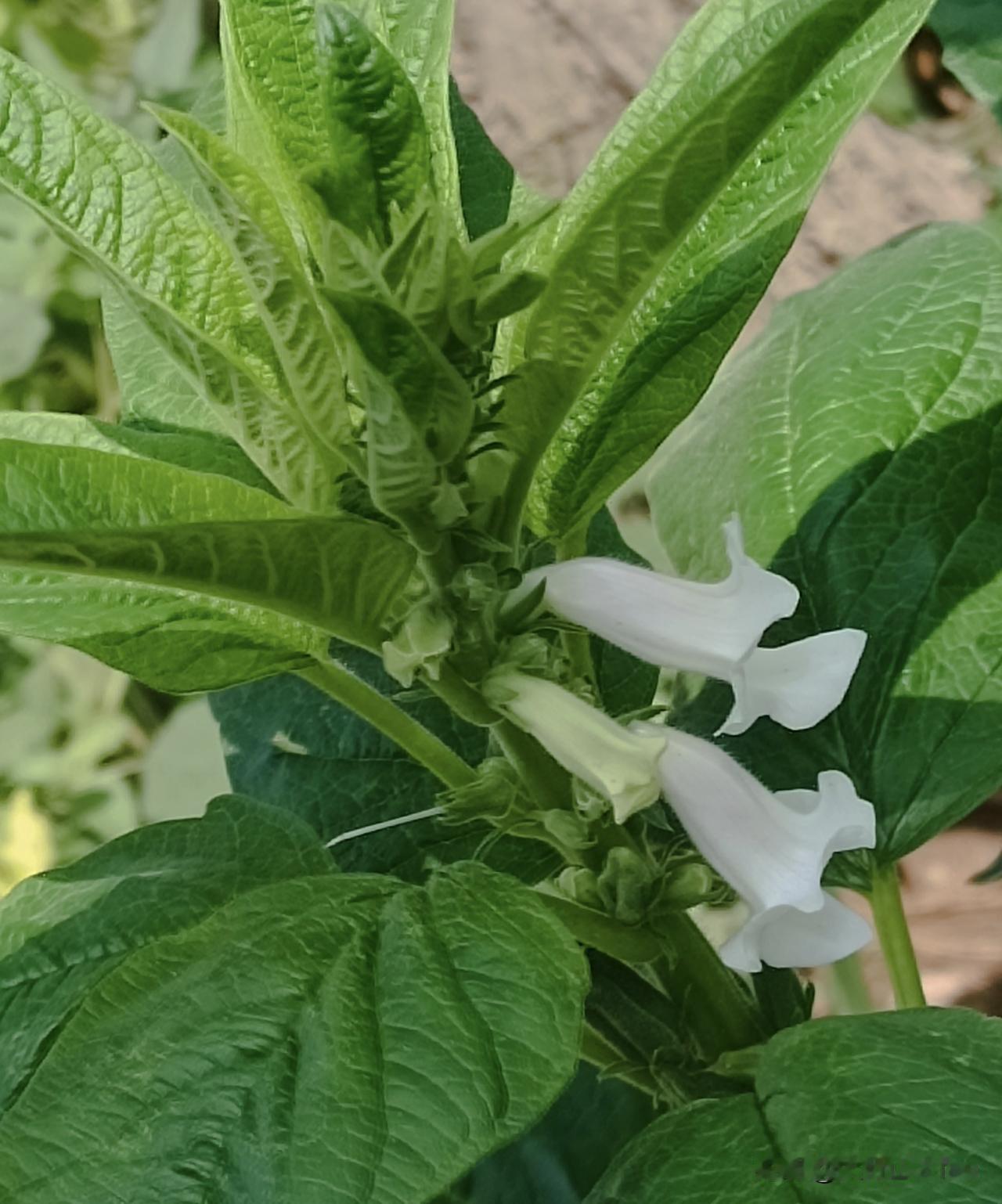 素白淡雅的芝麻花
🌿何为民间俗语“芝麻开花节节高”描述的芝麻花？
——素白淡雅