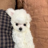 小獭獭热品科技