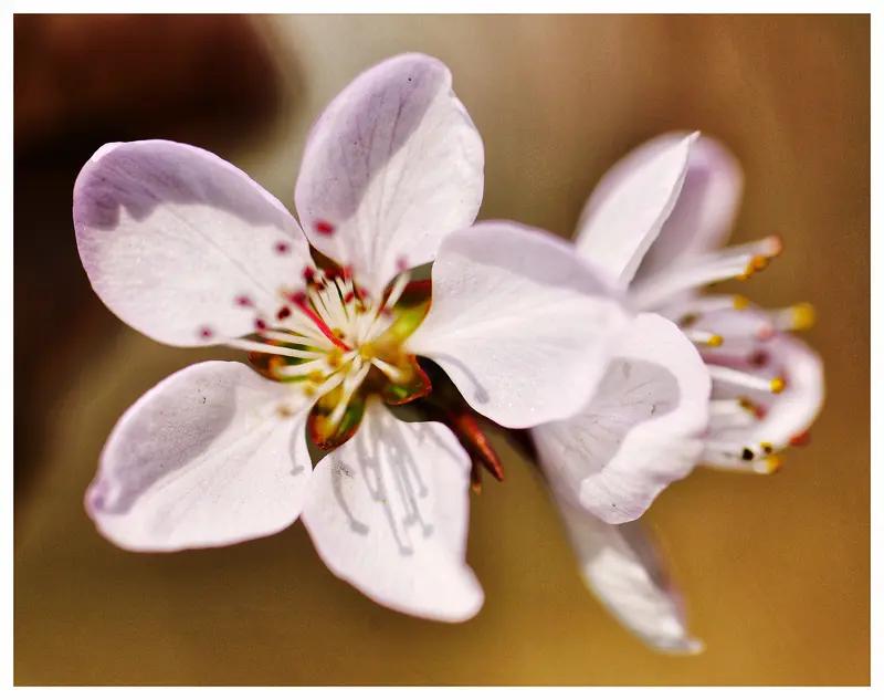 上联：冬寒山色淡.诚邀下联春暖花儿开。
