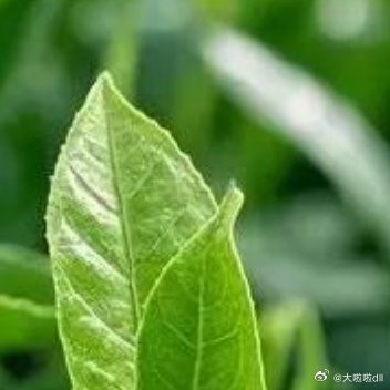 人们赞美小草，是因为它到处都能生长 