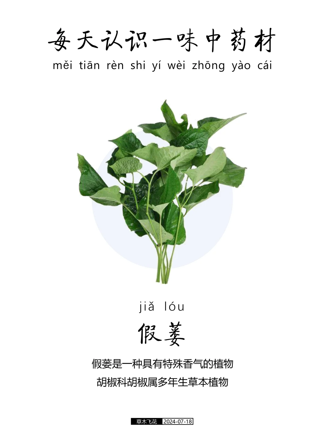 N0.422期 每天认识一味中草药-假蒌🍀