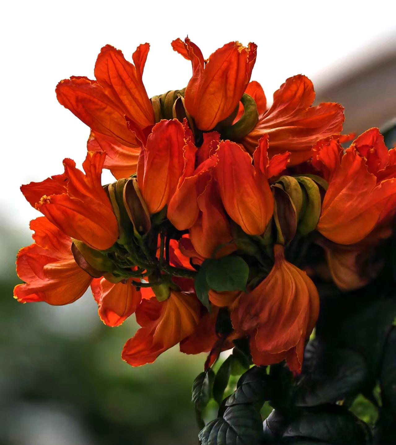 春日生活打卡季火焰树，又称火烧花、喷泉树，花语为"‌无忧无愁‌"，寓意像花朵随风