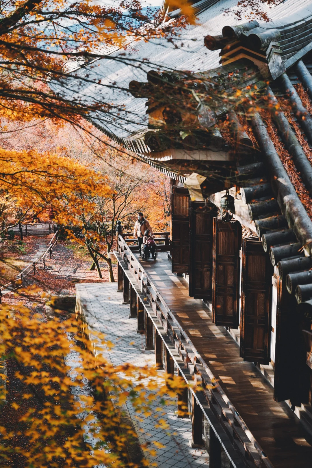 12月16｜京都红叶见倾时🍁