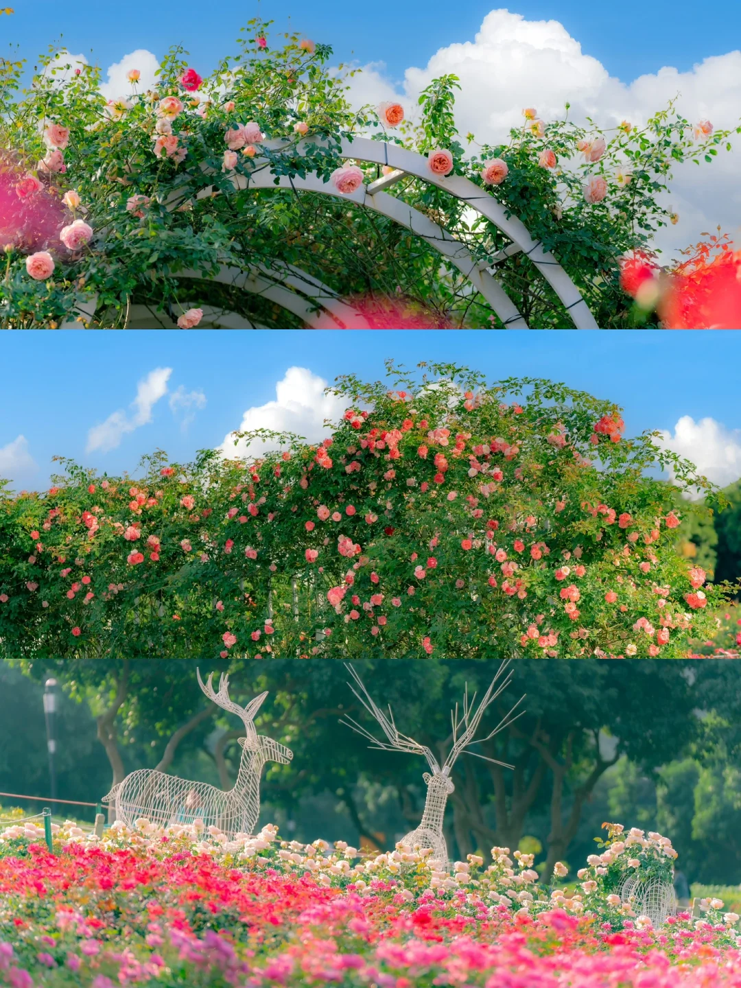 深圳莫奈花园已盛开，错过再等一年！