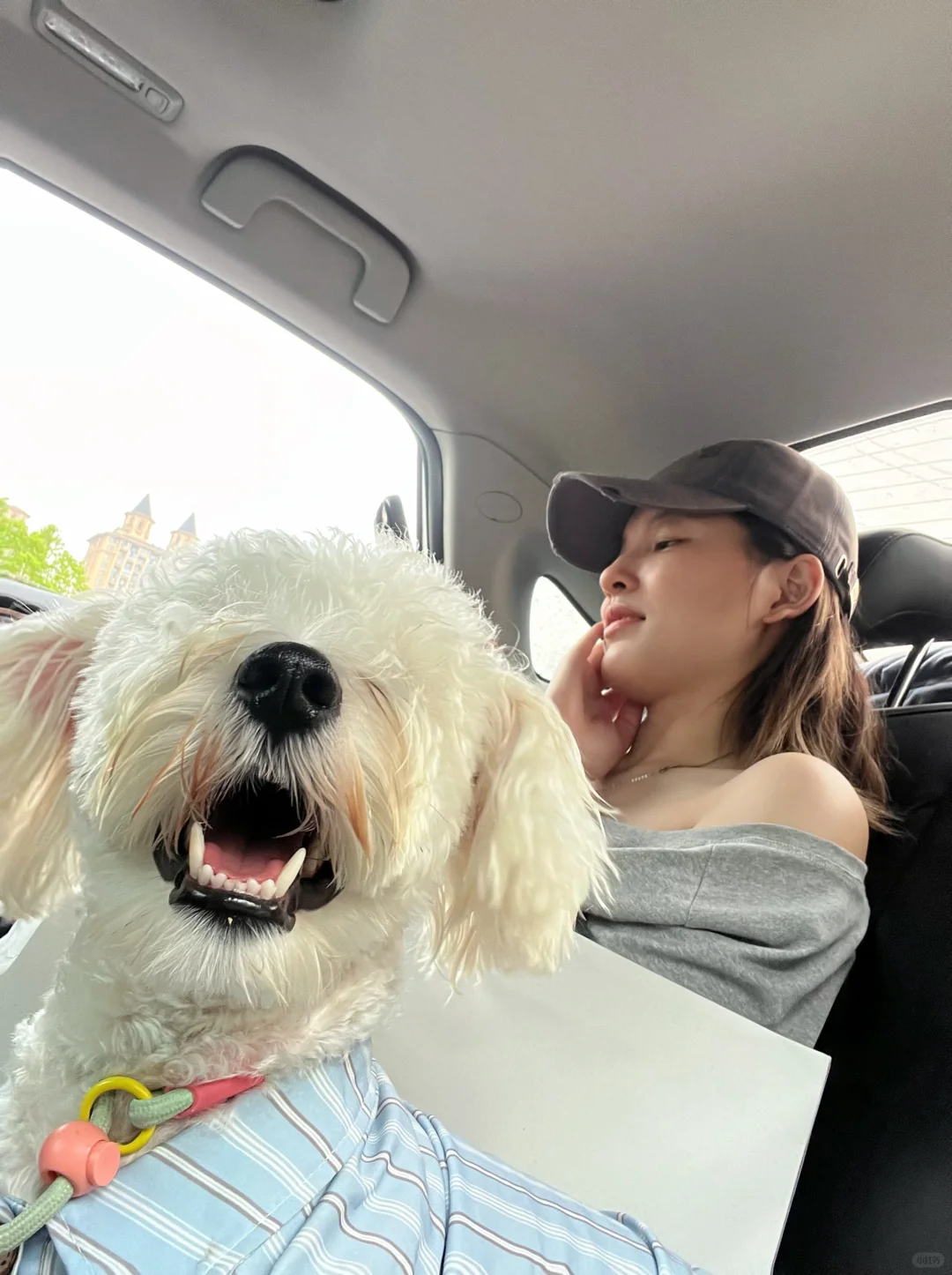 你收到了小狗的Plog
