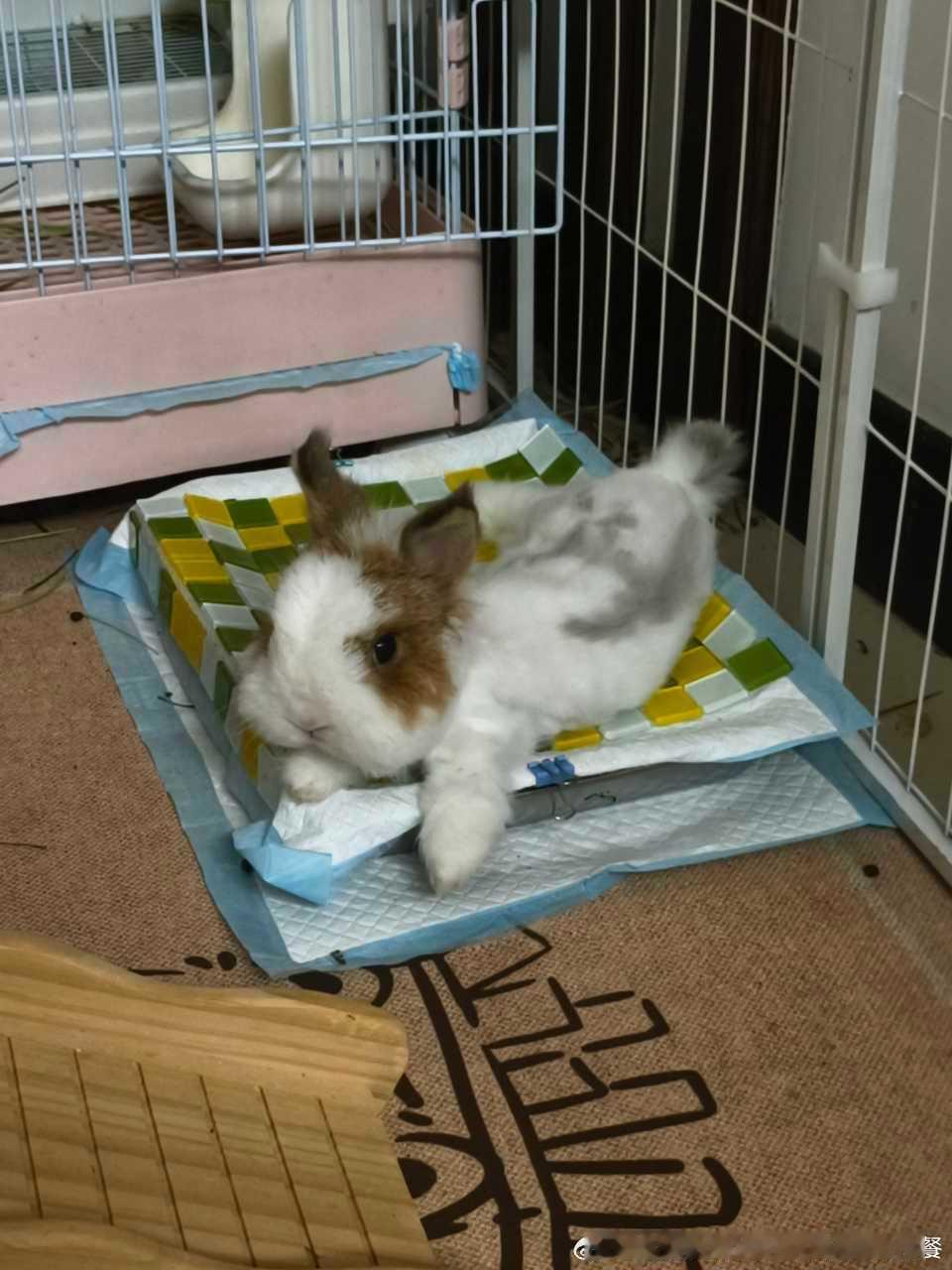 15028🐇【猪】朕的龙体！ ​​​