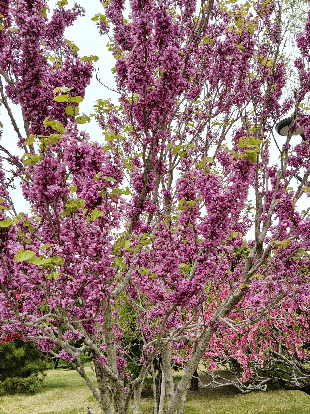 我对紫色的花儿情有独钟
春天里百花次第绽放，姹紫嫣红热闹非凡。在这满城春色里，紫