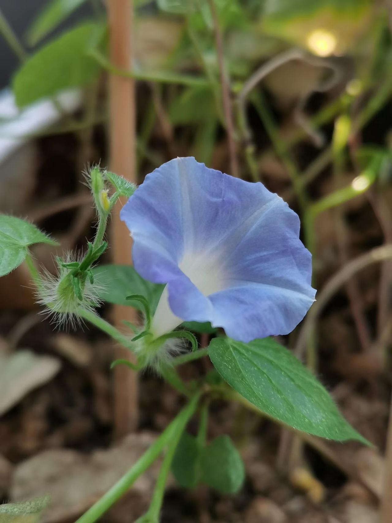 白发又过儿时村，落叶终究盼归根。
浅夜酒馆人半醉，涑堤柳头新月痕。
      