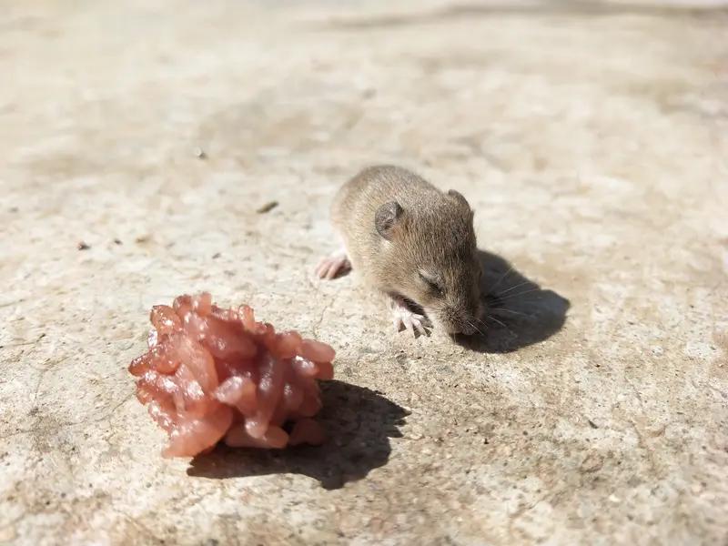 深圳保安被老鼠咬伤，10天后高烧40℃险丧命！医生揭秘“鼠咬热”，这些防护细节你