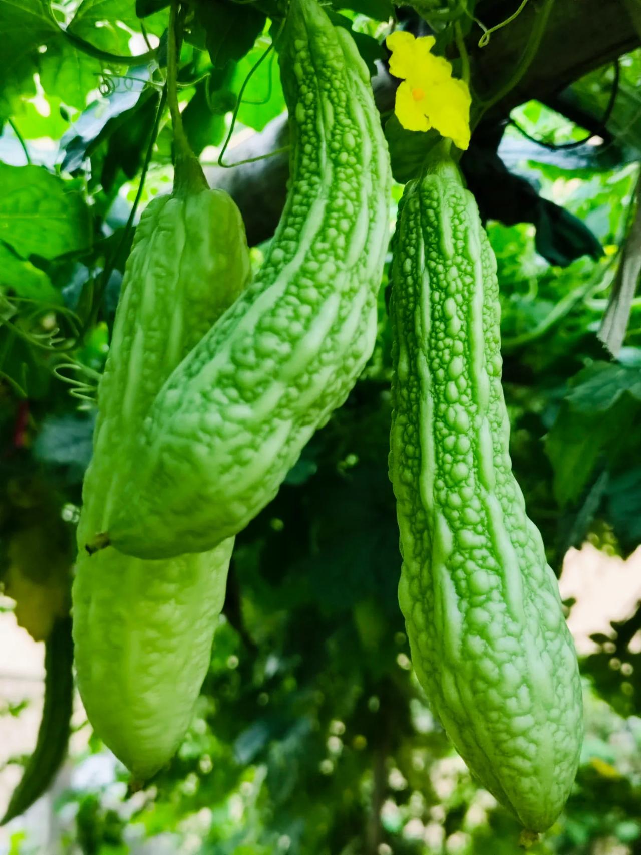 光影里的夏日真美，站在瓜棚下，晨光透过架棚，一根根苦瓜吊在瓜架，真的好像葫芦娃兄