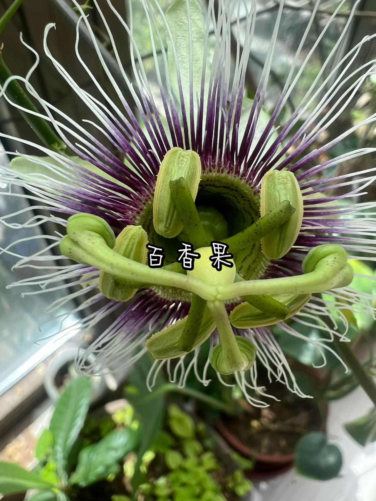 百香果