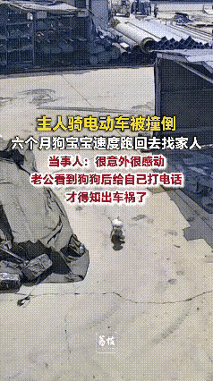 太有灵性了！山东济南一女子带六个月大的狗狗出门，骑车时不慎被撞，人和狗狗都摔倒在