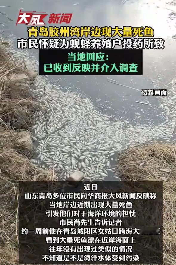 青岛海岸现大量死鱼！咋回事？

近日，山东青岛多位市民反映当地岸边出现大量死鱼。