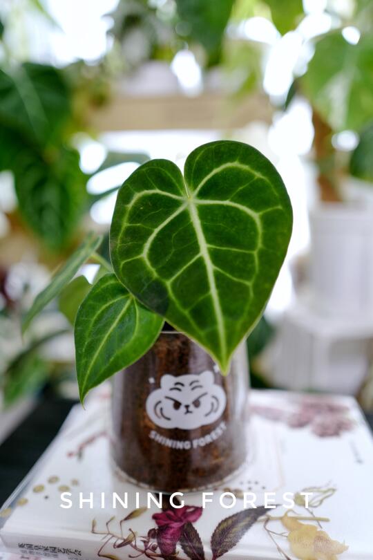 为克莱恩花烛疯狂打call💚