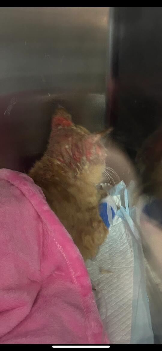 免疫型红斑狼疮小猫需要您的帮助🆘