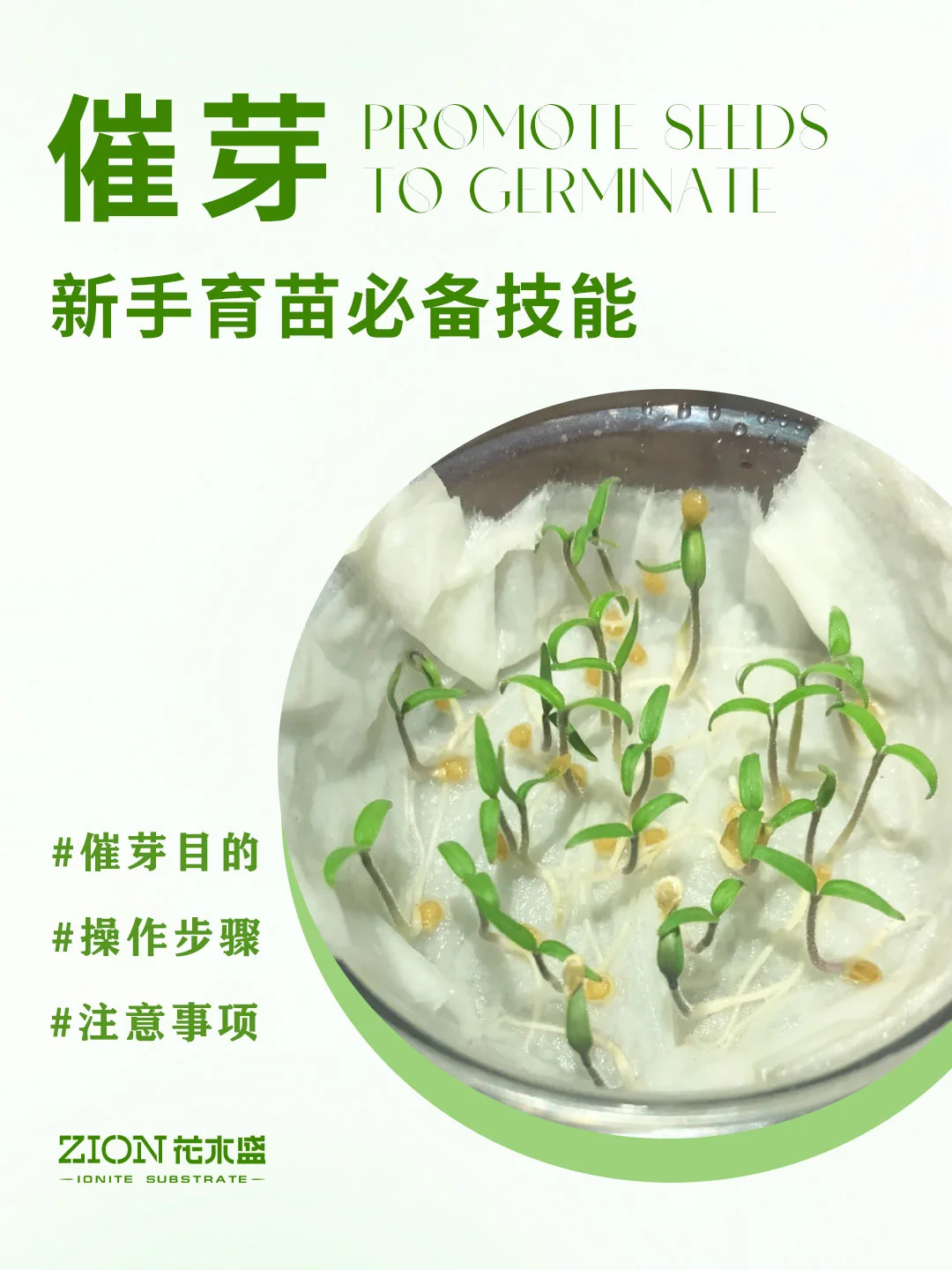新手育苗必备技能：催芽🌱