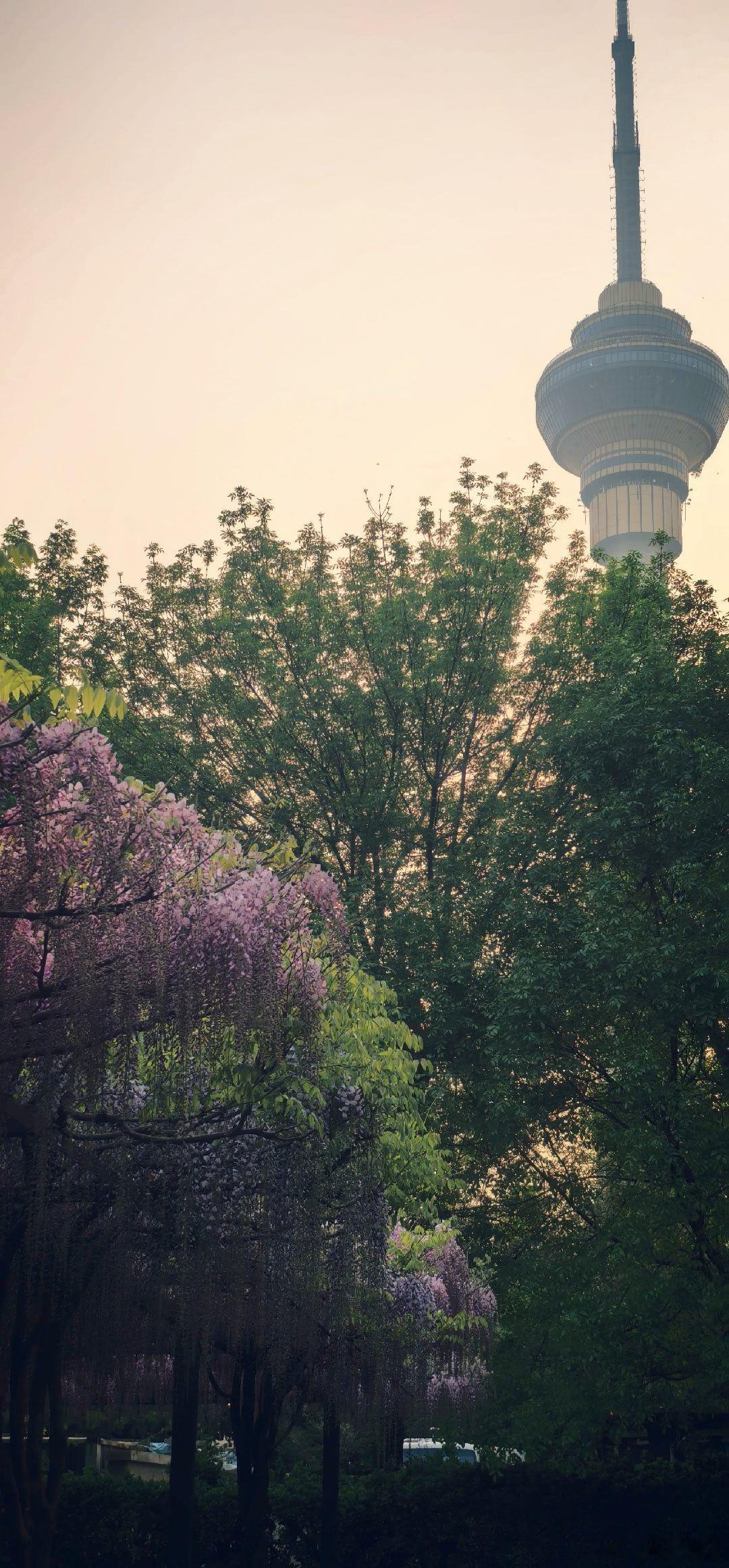 玉渊潭公园的樱花已进尾声，紫藤花开始粉墨登场摄影