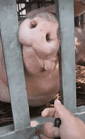 猪：不动脑子你都揪不住～