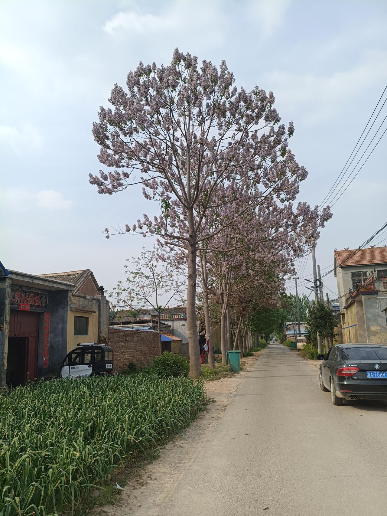 曹县桐树花开，风景一样美

人间最美四月天，曹邑泡桐花正艳！为了记录曹县的泡桐花
