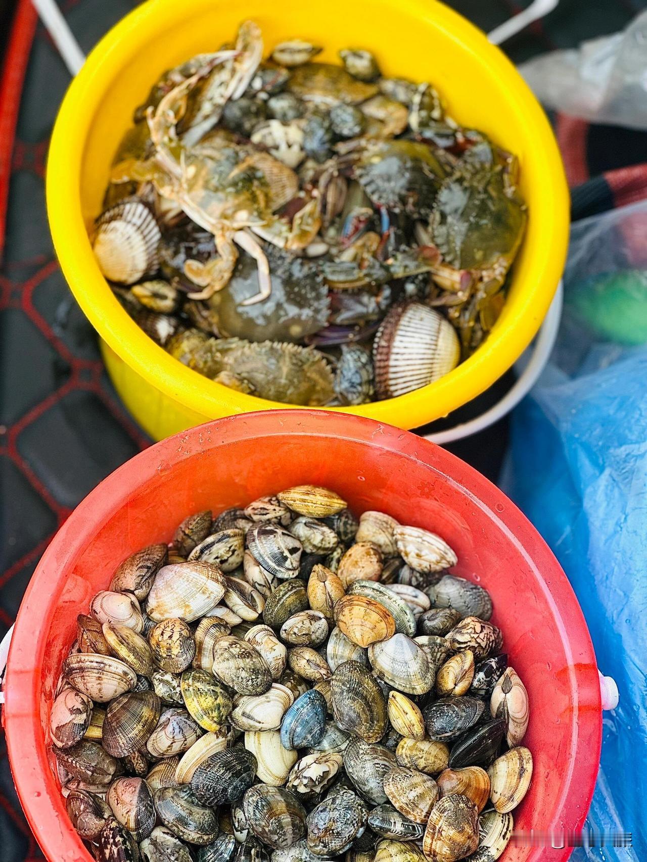 鲅鱼圈赶海有大货
今天暴桶了
我是捅了蚬子窝吗？

今天应该是刮北风的原因
蚬子