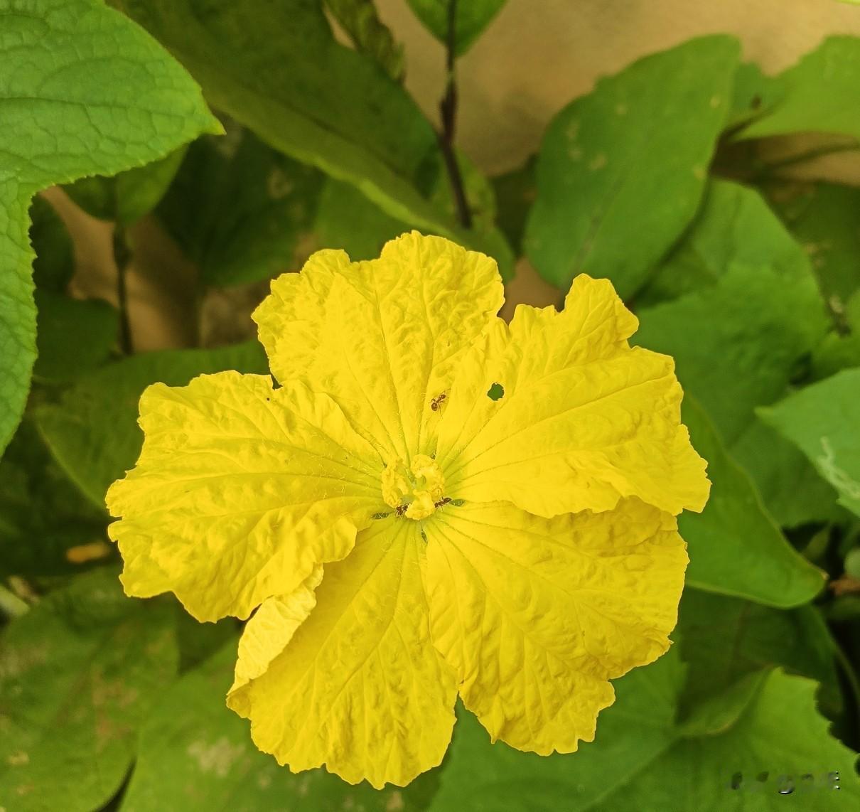 早上起来的时候看到外面的丝瓜开花了，金黄的一大朵，要比黄瓜花大好多，主要是上面还