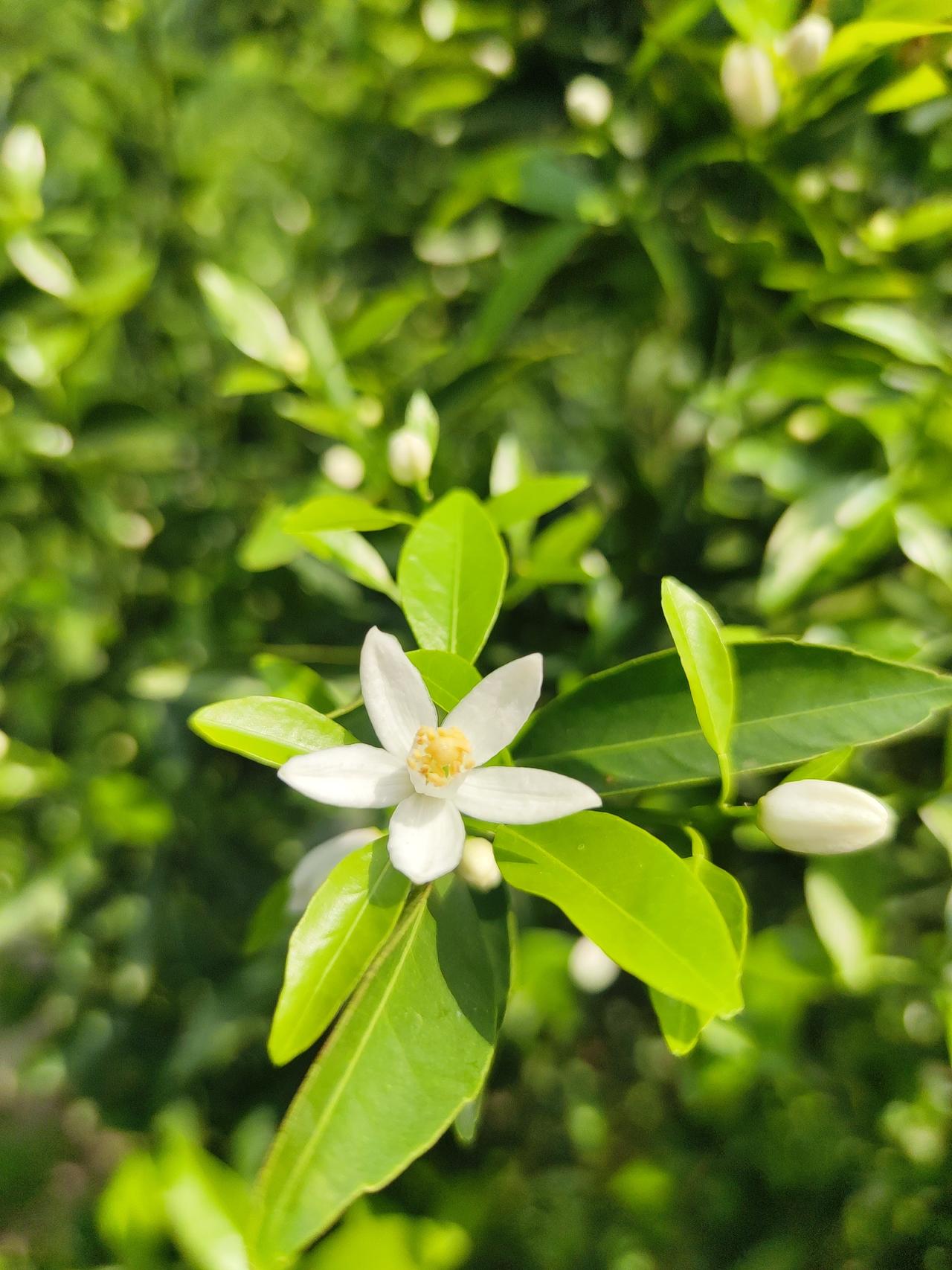 阳光下的白色茶枝柑花朵，清新自然，生机勃勃。