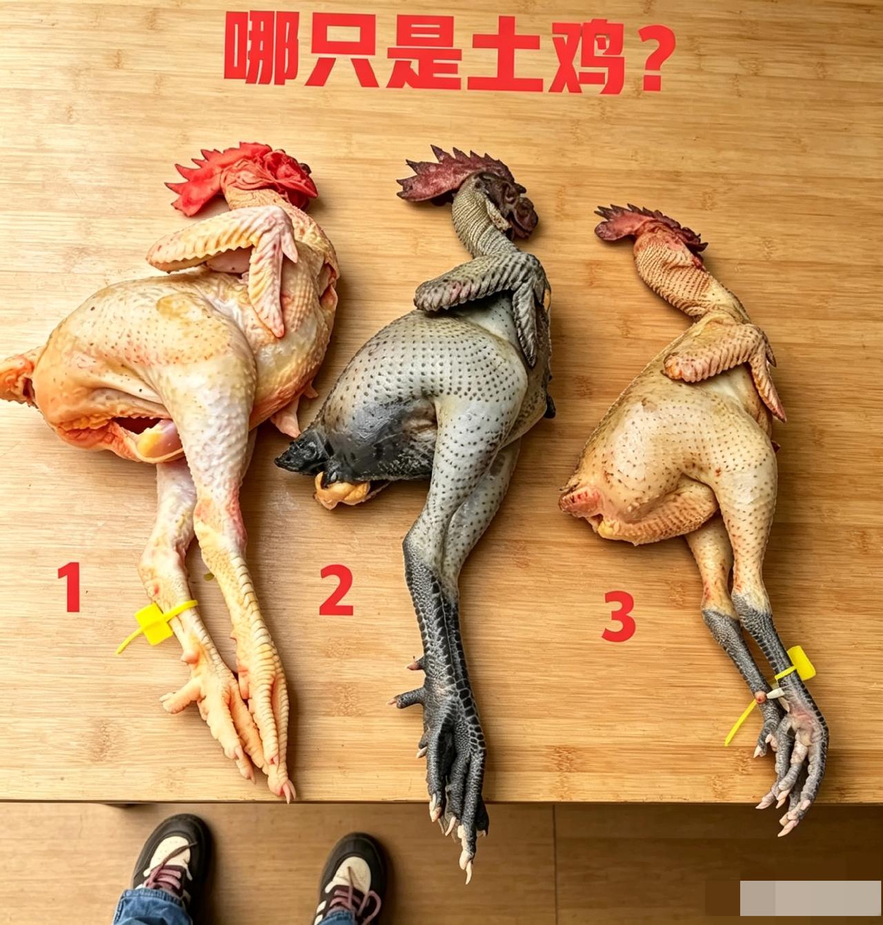 土鸡大家都吃过，但是我敢打赌！90%的人都认不出土鸡，三只鸡当中，有一只是乡下散