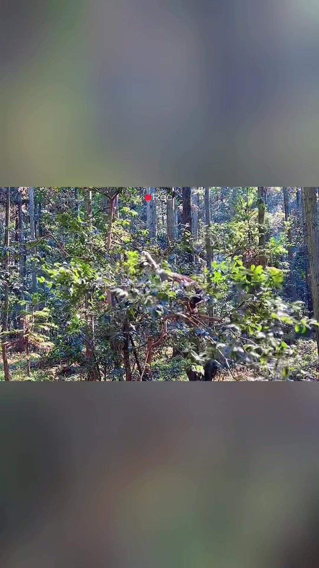 ✨避开4个高温雷区  
①圈舍闷不通风还没遮阳？30℃以上超容易中招！  
②湿
