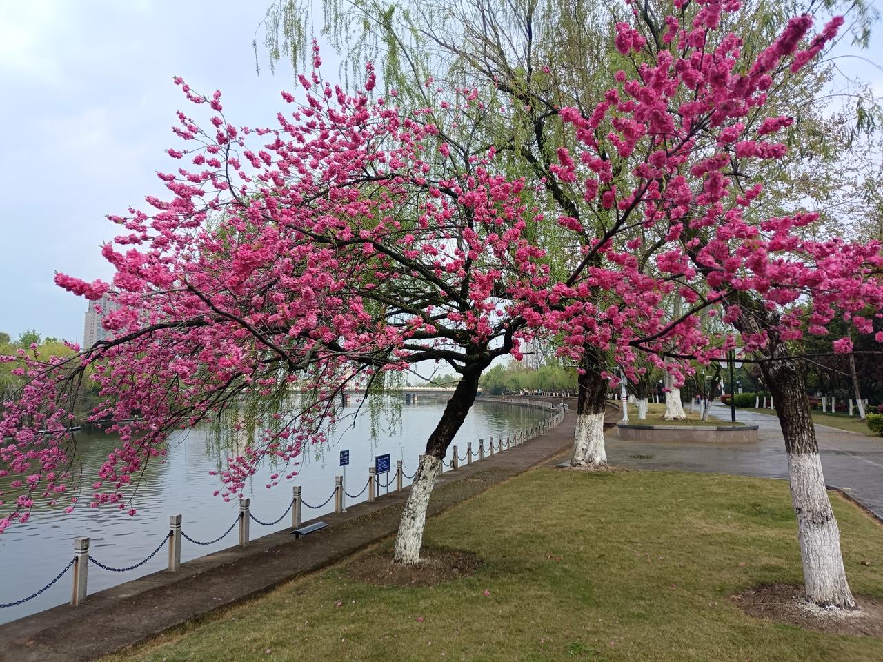 2026年，春暖花开的时候，东阳江边独特一棵树开滿花，引人注目啊。