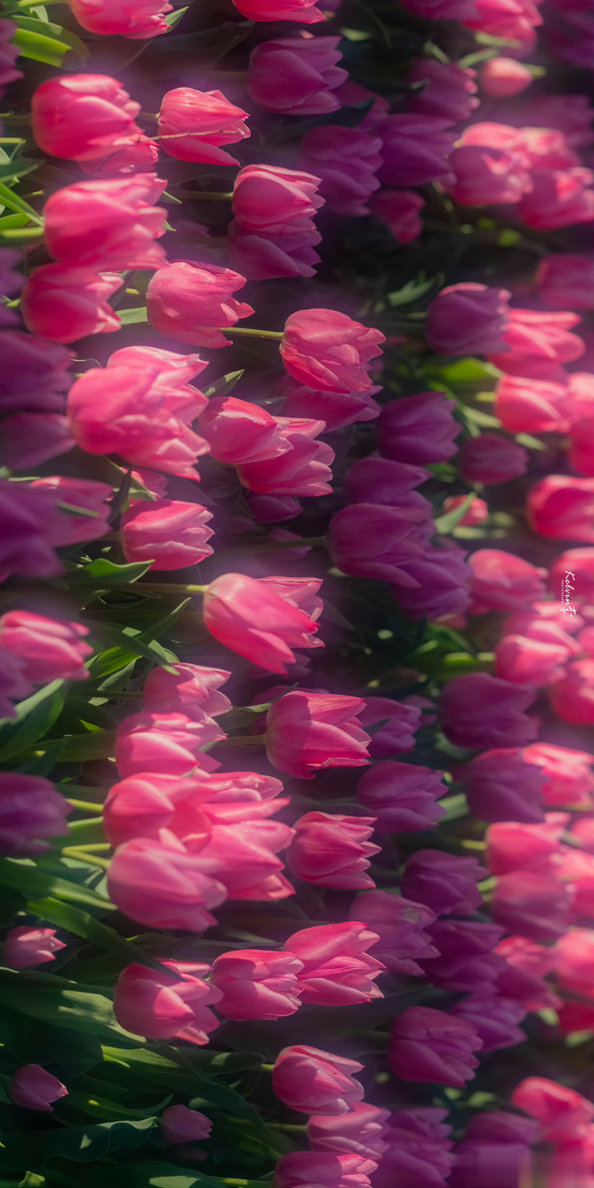 在有光的地方看一场花海「🌷.」 ​​​