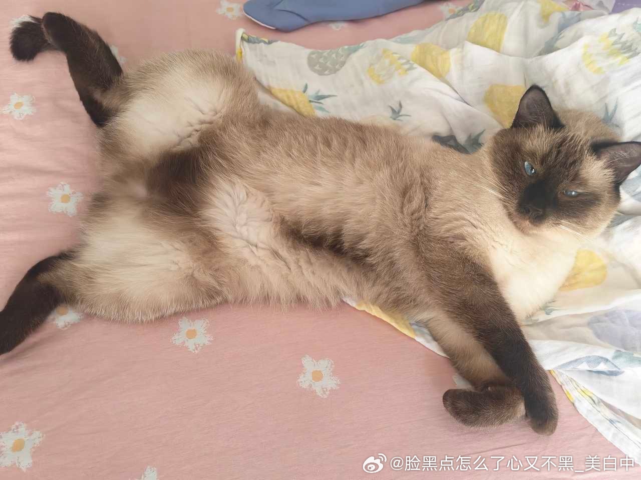 4131只黑脸霸占我的床，丑陋的嘴脸 