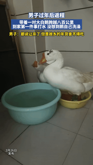 “彻底解释不清了！”河南，一男子过年后返程，带着大鹅跨越八百公里带回山东，到家第