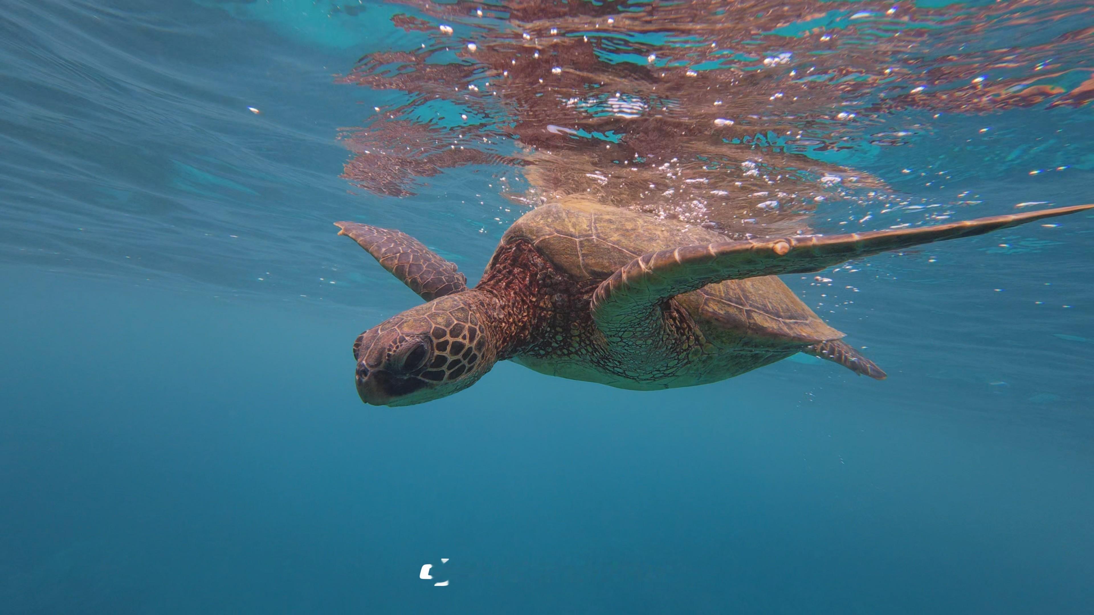 ，看需求，像我潜水就喜欢用DJI Action，买个Care直接裸机浮漂拍海龟了