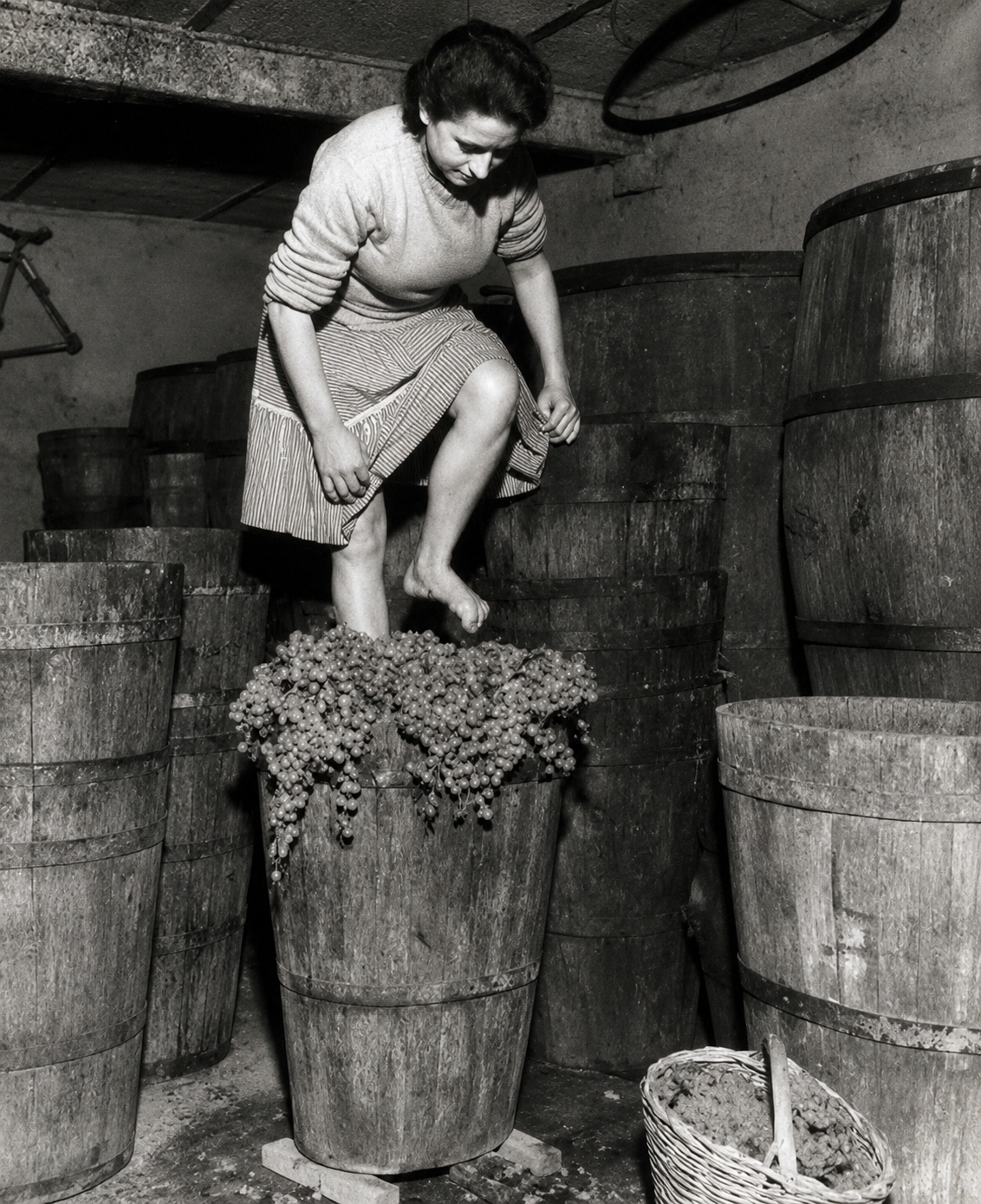 酿葡萄酒的初步工作，意大利，1957年 