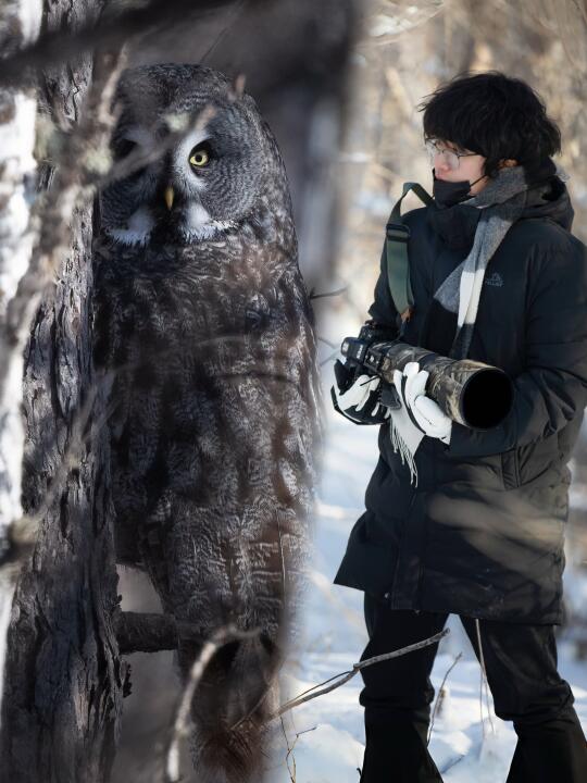 乌林鸮就是会隐身的白胡子魔法师！🦉