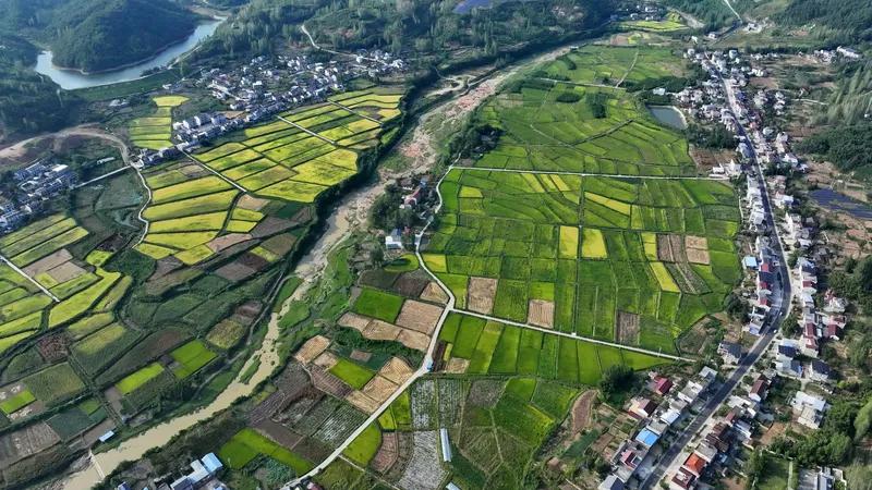 沃野金波映碧空，
风佛翠影意无穷。
田园烂漫春光好，
鸟语花香诗韵浓。