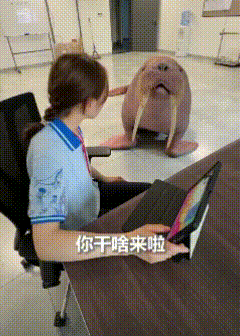 会做仰卧起坐的海狮，真的是萌的可爱至极。