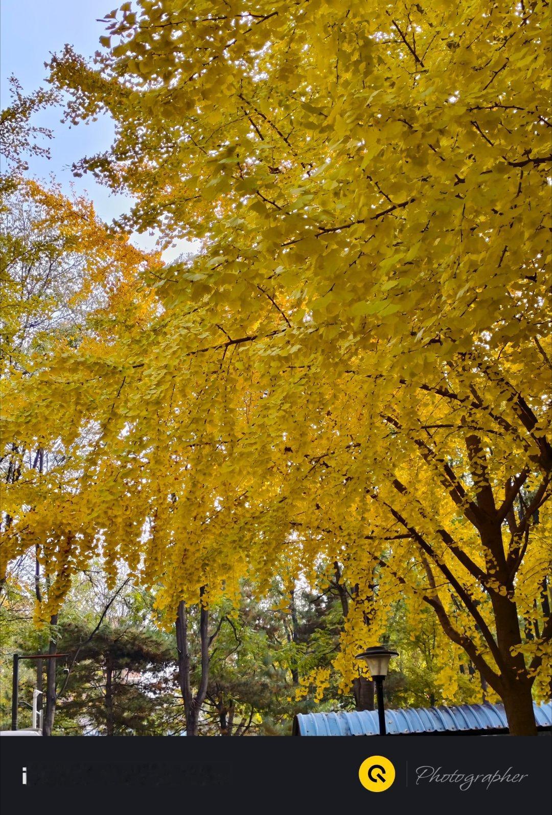 银杏叶都变黄了，但是很美 ​​​