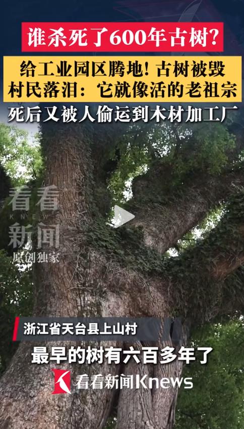 一场没有批文的“迁移”，600年古树被毁！浙江天台县的村民在村口掰着指头算日子，