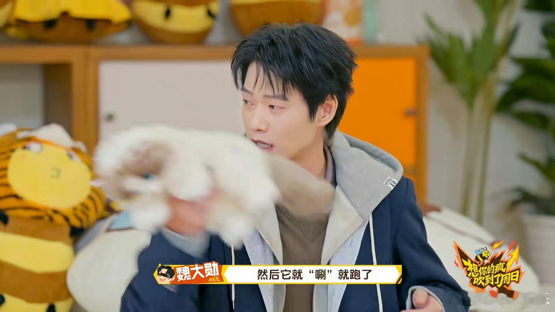 魏大勋还原摸猫神图名场面周五晚高疯 经典名场面梦幻复刻！魏大勋西装逗猫的温柔神图