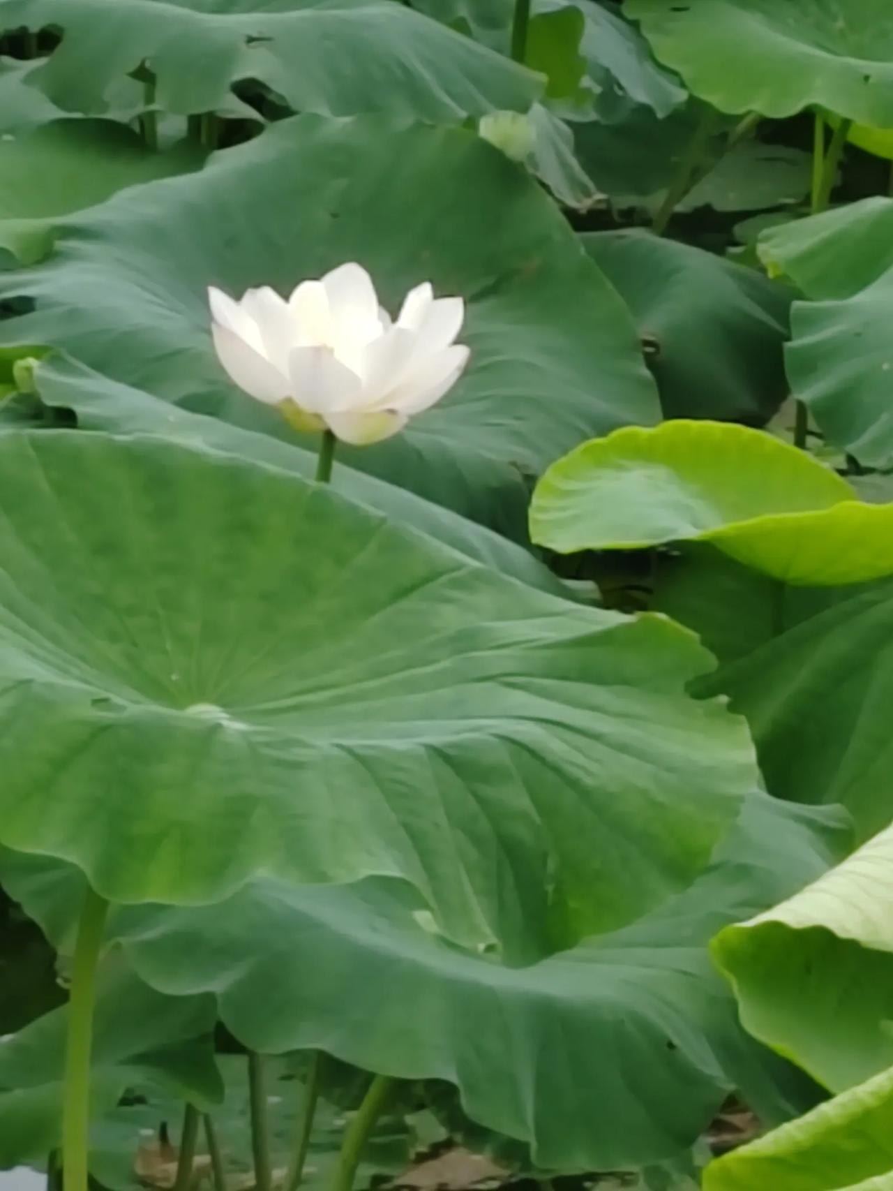 没有子孙后代，一切都是空谈
人生在世，最可贵的亲情，最珍贵的是健康，最宝贵的是生